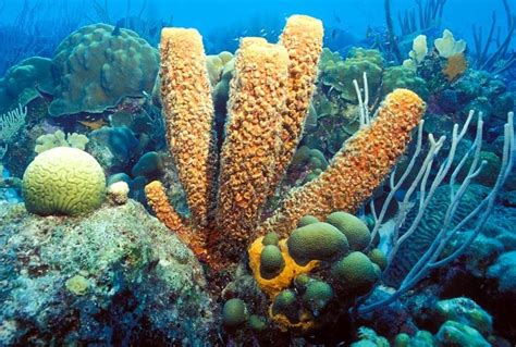Phylum Porifera Animal Kingdom