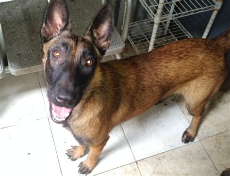 Find akc dogs & puppies in tx by local dog breeders in the lone star state. Belgian Shepherd Dog (Malinois) Puppies For Sale | Houston ...