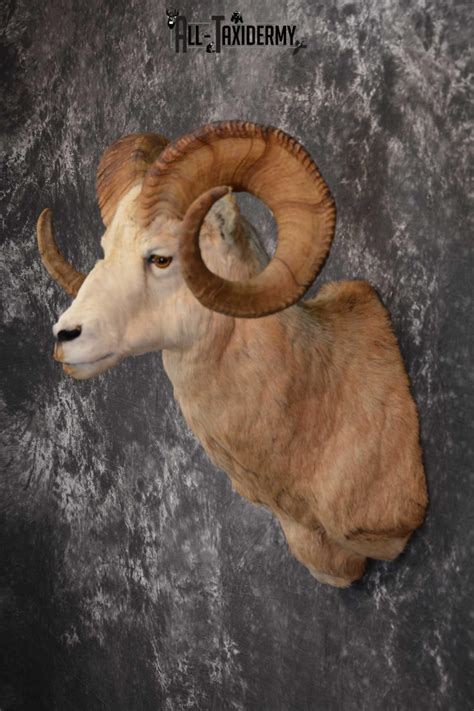 Bighorn Sheep Taxidermy Shoulder Mount For Sale Sku 1520 All Taxidermy