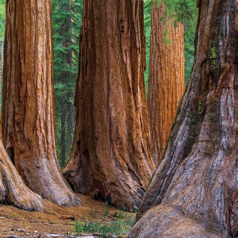 Redwood 8oz The Beauty Of Hope