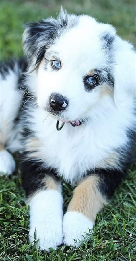 pin de linda sims en ♥ australian shepherds ♥ mascotas bonitas cachorros adorables perritos