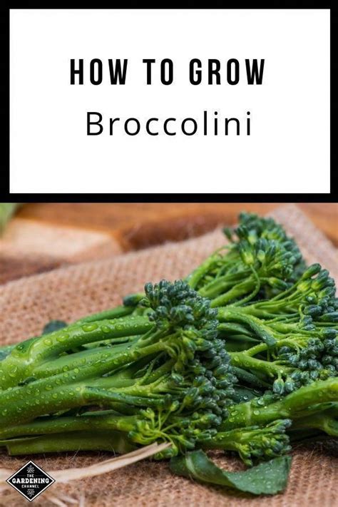 Where To Buy Broccolini Seeds Sheron Whittington