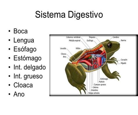 Sistema Digestivo De Una Rana Visión Animal