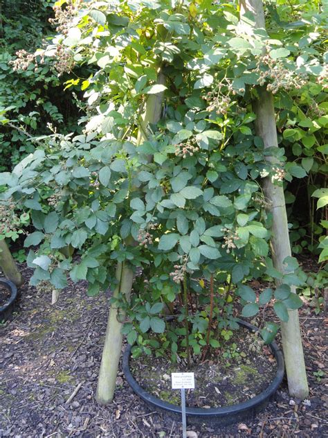 We did not find results for: 32 Luxus Botanischer Garten Frankfurt Am Main Neu | Garten ...