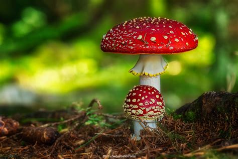 Muscaria (fly agaric) is perhaps the most fascinating mushroom on this beautiful planet: Amanita muscaria | JuzaPhoto