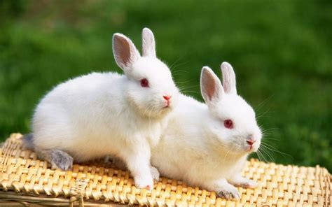 Lovable Images Download Rabbits Pictures Beautiful Rabbit Hd