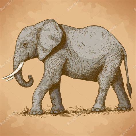 Ilustración Vectorial De Elefante Grabado 2023