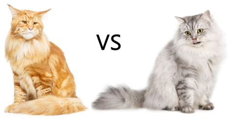Accurate Maine Coon Sizes And Size Comparison Charts 2022