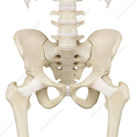 Human Pelvis Bones Illustration Stock Image F0116479 Science