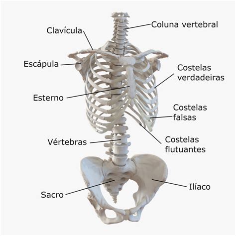 Ossos Do Tronco Anatomia Do Sistema Esquelético Corpo Humano Infoescola