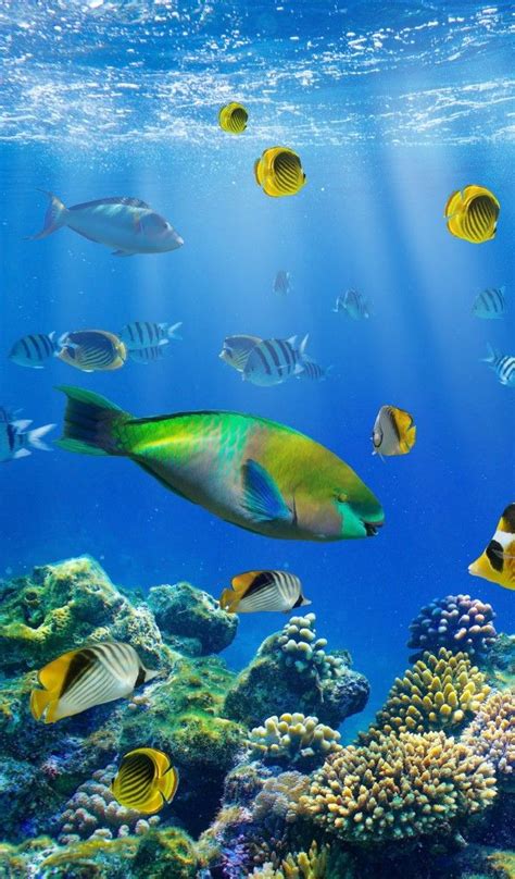Wallpaper Tropical Reef Рыбки Underwater Океан