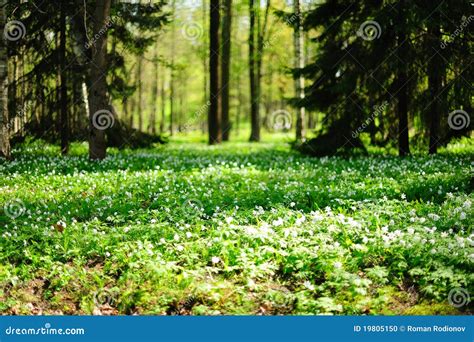 Forest Meadow Stock Photo Image Of Green Outdoors Sunny 19805150