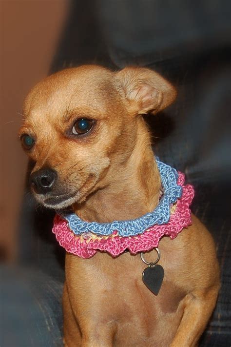 Ruffles And Beads Summer Dog Collar Crochet Pattern Dogcrochetedsweaters Crochet Dog Clothes