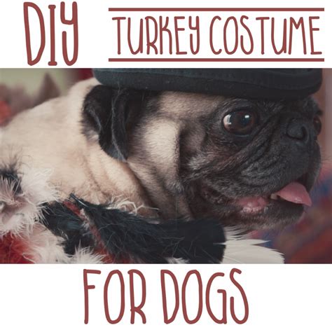 Your source for diy idea basics: DIY Turkey Costume for Dogs | Easy Halloween DIY Ideas | Dogs, Dog toys, Cute dogs