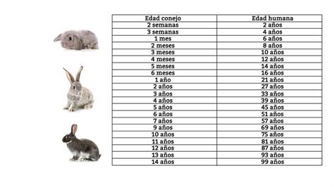 Cuánto Vive Un Conejo Mascotas