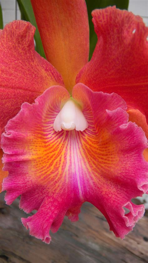 Vibrant Orchid Annie Klessig Flowers Nature Exotic Flowers Beautiful