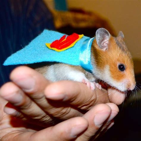 Unavailable Listing On Etsy Pet Halloween Costumes Hamster Costume