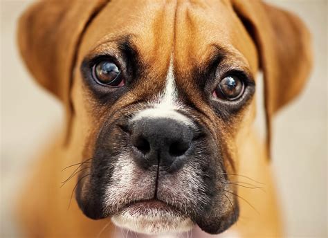 Boxer Puppy Photograph By Jody Trappe Photography Pixels