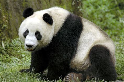 Wang Wang The Male Giant Panda Abc News Australian Broadcasting