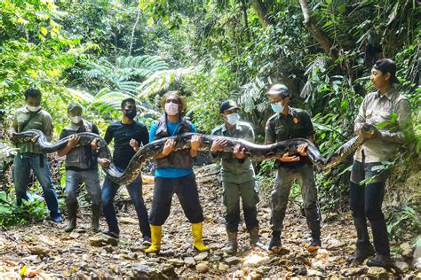 Giant Python Devours Woman After Disturbing Discovery Reveals The Truth