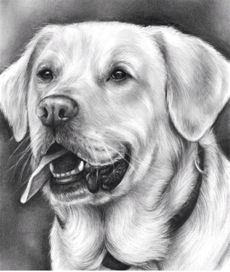 I am now in my 40's was searching for how to draw a dog, saw your hubpage. Dog Drawing Realistic | Full Video tutorial