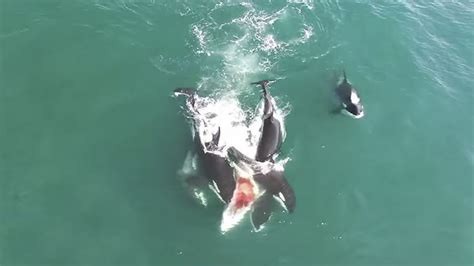 Carnivore Orcas Hunt Down 12 Meter Whale In Dramatic Rare Footage From