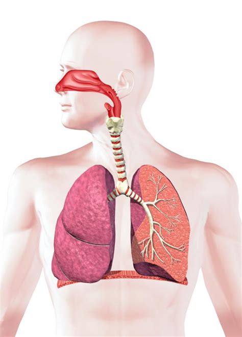 What Are The Different Methods Of Respiratory System Examination