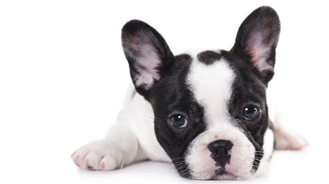 French bulldogs do tend to carry a more muscular build while boston terriers have slimmer frames and legs. Aww-dorable: French bulldog puppy challenges family cat ...