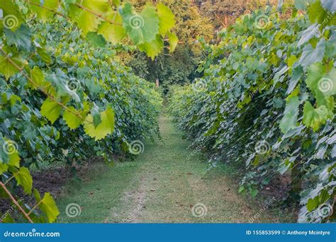 Vineyard With Grape Vines During Sunset Stock Image Image Of Scenic