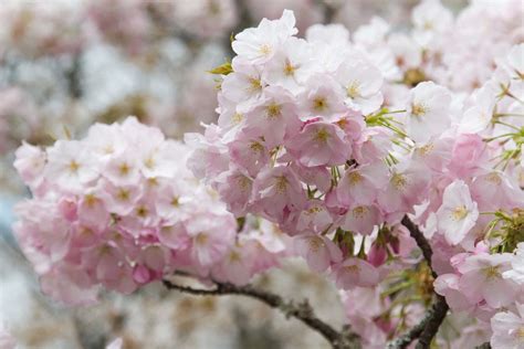 Difference Between Cherry Blossom Sakura And Plum Blossom Ume