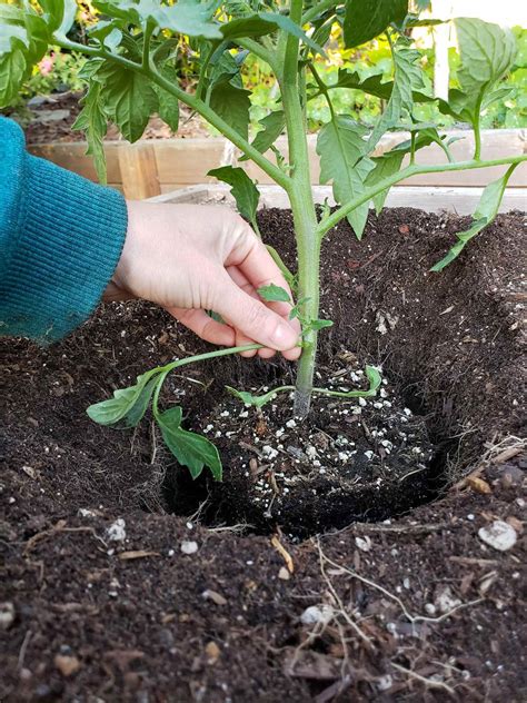 Transplanting Seedlings Outside Tips For Success ~ Homestead And Chill