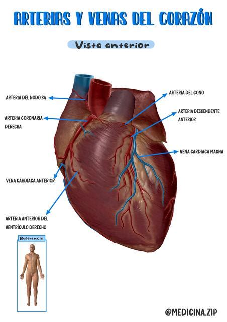 Anatomia Udocz