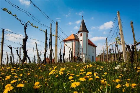 Wine Tic Slovenska Bistrica