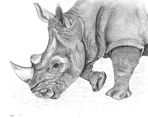 Pencil Drawing By Carrie Phylons Drawings Endangered Species Art Rhino
