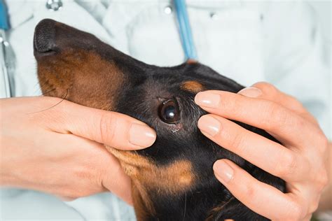 Eye Injuries In Dogs Symptoms Causes Diagnosis Treatment Recovery