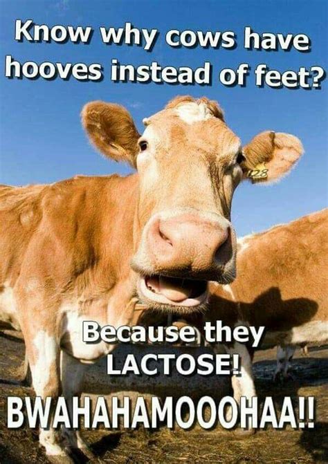 Cow Humor Cheesy Jokes Corny Jokes Funny Puns Hilarious Funny Stuff