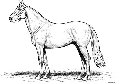 Coloriage Cheval Horse Stallion Dessin Cheval à Imprimer