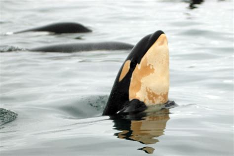 Theyre Back Orcas Return To Seattle Waters