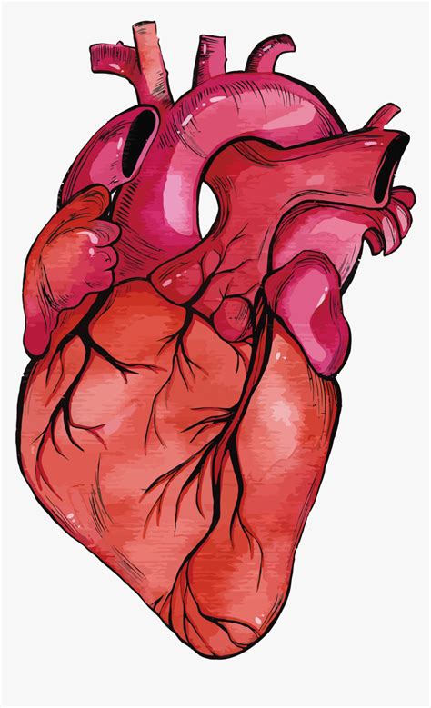 Are you searching for real heart png images or vector? Anatomy Vector Human Heart Clipart Transparent Stock - Real Heart Transparent Background, HD Png ...