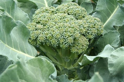 How To Grow Broccoli How To Grow Foods