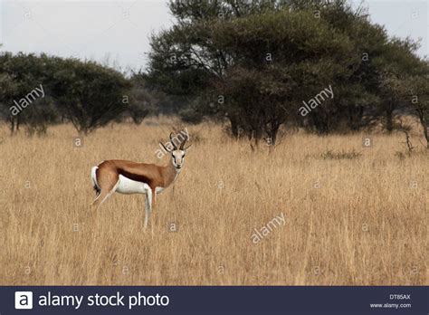 Polokwane Game Reserve Springbok Stock Photo 66562690 Alamy