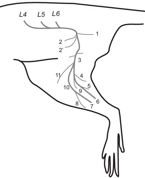 4 Anatomy Of The Sciatic Nerve In Rat Download Scientific Diagram