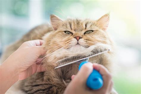 Tips For Grooming Your Cat At Home
