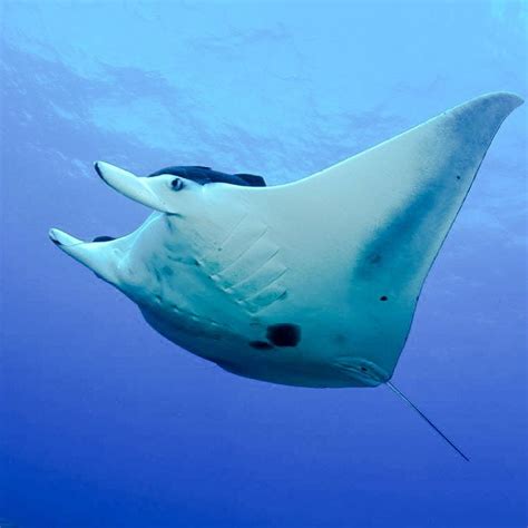 Giant Manta Rays Driven To Extinction By Chinese Medicine