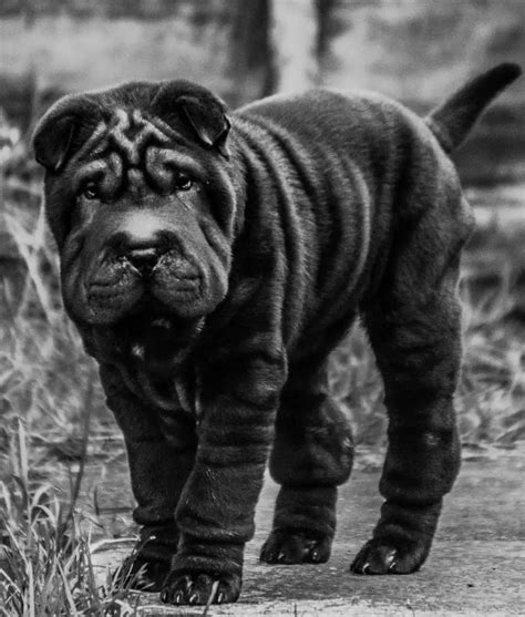 Where To Find Shar Pei Puppies For Sale Dogable