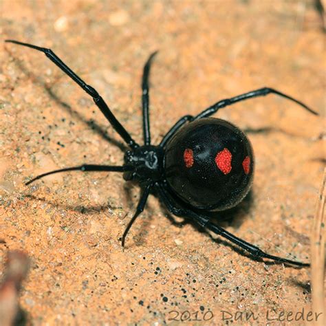Northern Black Widow Latrodectus Variolus Bugguidenet