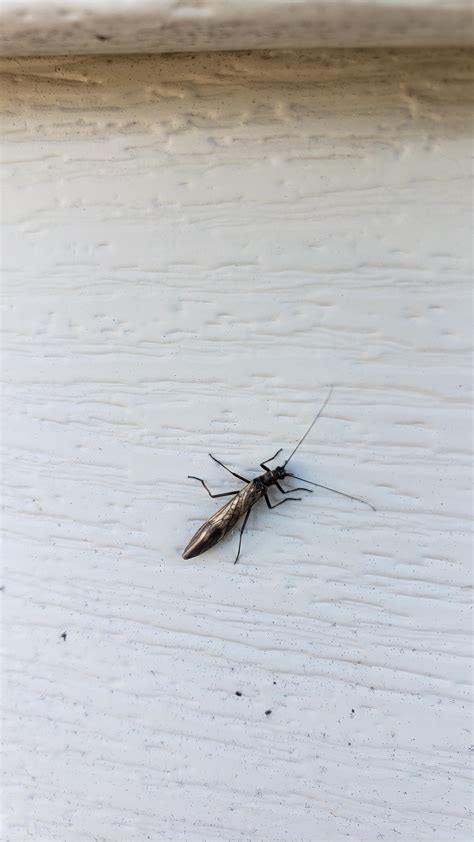 Flying Ant Or Termite Several Found Around Exterior Door Jamb And