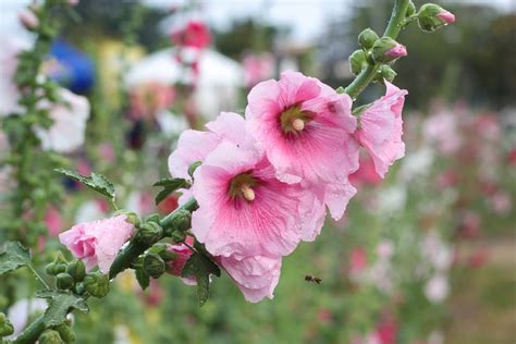Cottage Garden Favourites 10 Plants To Try The English Garden