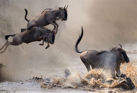 Disponible unicamente el póster o también. Millones de ñus cruzando un rio | Animales en Video