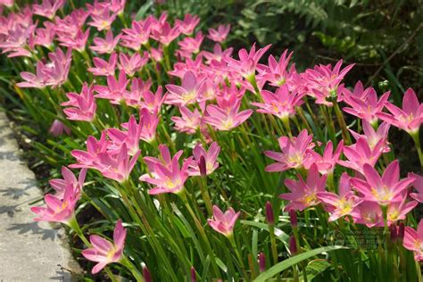 Check spelling or type a new query. Zephyranthes, aka Rain Lily, is a bulb, has small white or ...
